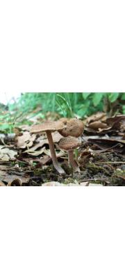 애기비늘땀버섯(결절땀버섯) (Inocybe nodulosospora Kobay.)