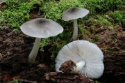 버들난버섯 (Pluteus salicinus (Pers.) Kumm.)