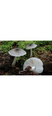 버들난버섯 (Pluteus salicinus (Pers.) Kumm.)