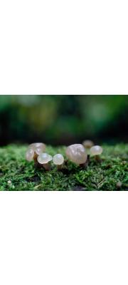 새두건버섯 (Neocudoniella albiceps (Peck) Korf)