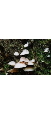 흰꼬마외대버섯 (Entoloma chamaecyparidis (Hongo) Hongo  > Rhodophyllus chamaecyparidis Hongo)