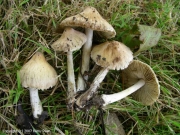 얼룩솔땀버섯 (Inocybe obsoleta Romagn.)