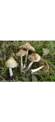 얼룩솔땀버섯 (Inocybe obsoleta Romagn.)