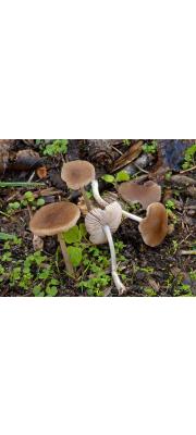 우산난버섯 (Pluteus satur Kühn. &amp; Romagn.)