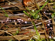 투명분홍잔버섯(껍질술잔고무버섯) (Roseodiscus equisetinus (Vel.) Baral > Hymenoscyphus equisetinus (Vel.) Dennis)
