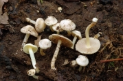 젖은땀버섯 (Inocybe paludinella (Peck) Sacc. > Inocybe trechispora var. paludinella (Peck) Sing.)
