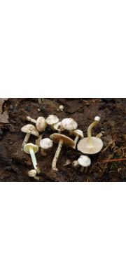 젖은땀버섯 (Inocybe paludinella (Peck) Sacc. > Inocybe trechispora var. paludinella (Peck) Sing.)