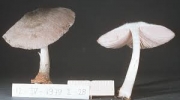 뿔난버섯(풀난버섯) (Pluteus spegazzinianus Sing.)