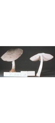 뿔난버섯(풀난버섯) (Pluteus spegazzinianus Sing.)