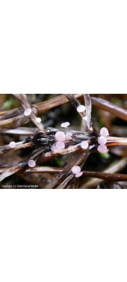 붉은분홍잔버섯(붉은장미받침버섯) (Roseodiscus rhodoleucus (Fr.) Baral)