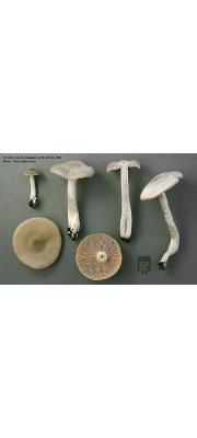 재외대버섯 (Entoloma cinerascens Hesler 재외대버섯 >Entoloma albidum Murr.)