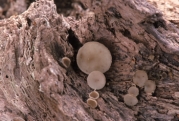 갈색잔버섯(갈색자루접시버섯) (Tatraea macrospora (Peck) Baral > Rutstroemia macrospora (Peck) Kanouse)