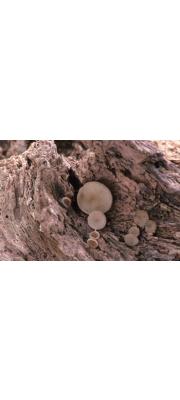 갈색잔버섯(갈색자루접시버섯) (Tatraea macrospora (Peck) Baral > Rutstroemia macrospora (Peck) Kanouse)