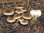 배불뚝이외대버섯 (Entoloma clavipes Hesler)