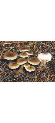 배불뚝이외대버섯 (Entoloma clavipes Hesler)