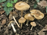 땀버섯아재비 (Inocybe praetervisa Quél.)