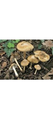땀버섯아재비 (Inocybe praetervisa Quél.)