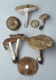 방패외대버섯 (Entoloma clypeatum (L.) Kumm.  > Entoloma clypeatum (L.) Kumm. f. clypeatum)