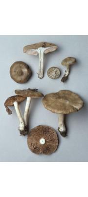 방패외대버섯 (Entoloma clypeatum (L.) Kumm.  > Entoloma clypeatum (L.) Kumm. f. clypeatum)