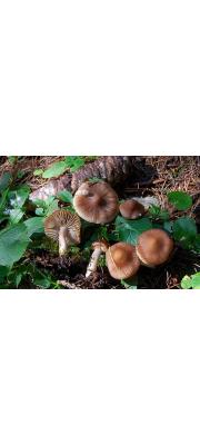 솜털땀버섯 (Inocybe proximella P. Karst.)