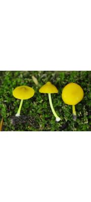 노란줄난버섯 (Pluteus sublaevigatus (Sing.) Menolli &amp; Capelari  > Pluteus chrysophlebius ssp. sublaevigatus Sing.)