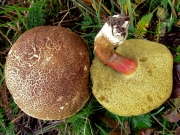 마른해그물버섯(해그물버섯,  마른산그물버섯,  마른그물버섯) (Xerocomellus chrysenteron (Bull.) Šutara  > Xerocomus chrysenteron (Bull.) Quél. > Boletus chrysenteron Bull.)