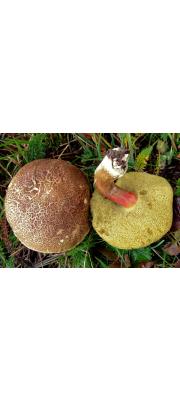 마른해그물버섯(해그물버섯,  마른산그물버섯,  마른그물버섯) (Xerocomellus chrysenteron (Bull.) Šutara  > Xerocomus chrysenteron (Bull.) Quél. > Boletus chrysenteron Bull.)