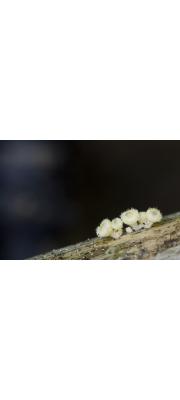 털백종지버섯(뾰족털컵버섯) (Albotricha acutipila (P. Karst.) Raitv. > Dasyscyphus acutipilus (P. Kart.) Sacc.)