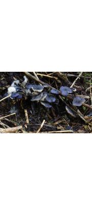 군청색외대버섯 (Entoloma coelestinum (Fr.) Hesler  > Rhodophyllus coelestinus var. violaceus (Kauff.) Sm.)