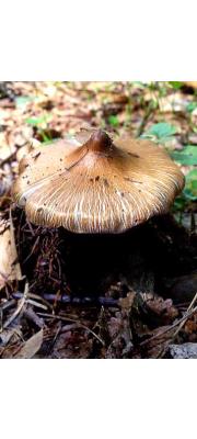 솔땀버섯(땀버섯) (Inocybe rimosa (Bull.) P. Kumm.  > Inocybe fastigiata (Schaeff.) Quél.)
