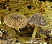 벌집난버섯 (Pluteus thomsonii (Berk. & Br.) Dennis)
