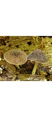 벌집난버섯 (Pluteus thomsonii (Berk. &amp; Br.) Dennis)