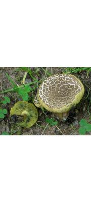 조각해그물버섯(띠그물버섯, 조각그물버섯) (Xerocomellus porosporus (Imler ex G. Moreno &amp;Bon) Šutara  > Boletus porosporus Imler ex Bon &amp; Moreno)
