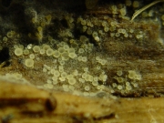 원시거미줄종지버섯(원시주발버섯) (Arachnopeziza aurata Fuckel >Arachnopeziza nivea Lorton)