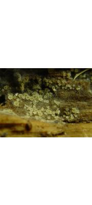 원시거미줄종지버섯(원시주발버섯) (Arachnopeziza aurata Fuckel >Arachnopeziza nivea Lorton)