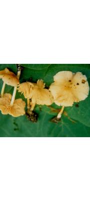 보통외대버섯 (Entoloma commune Murr.)