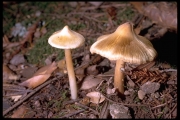 팽이땀버섯 (Inocybe sororia Kauff.)