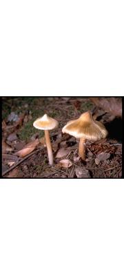 팽이땀버섯 (Inocybe sororia Kauff.)