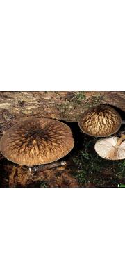 그물난버섯 (Pluteus umbrosus (Pers.) P. Kumm.)