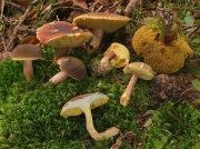서리해그물버섯(서리그물버섯) (Xerocomellus pruinatus (Fr. &Hök) Šutara  > Boletus pruinatus Fr. & Hök)