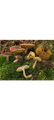 서리해그물버섯(서리그물버섯) (Xerocomellus pruinatus (Fr. &amp;Hök) Šutara  > Boletus pruinatus Fr. &amp; Hök)