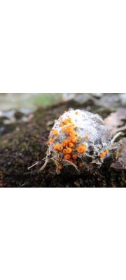 거미줄종지버섯 (Arachnopeziza aurelia (Pers.) Fuckel)