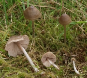 카멜레온외대버섯(영취외대버섯) (Entoloma conferendum (Britz.) Noordel  > Entoloma staurosporum (Bres.) Horak)