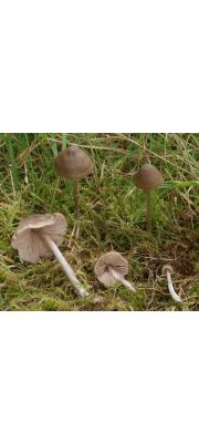 카멜레온외대버섯(영취외대버섯) (Entoloma conferendum (Britz.) Noordel  > Entoloma staurosporum (Bres.) Horak)