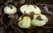 둥근포자땀버섯 (Inocybe sphaerospora Kobay.)