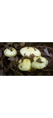 둥근포자땀버섯 (Inocybe sphaerospora Kobay.)