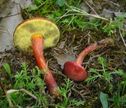 붉은해그물버섯(황갈색해그물버섯, 변색그물버섯) (Xerocomellus rubellus (Krombh.) Šutara  > Boletus rubellus Krombh. > Boletus sanguineus With > Boletus versicolor Rostk. > Xerocomus rubellus (Krombh.) Mos.)