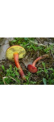 붉은해그물버섯(황갈색해그물버섯, 변색그물버섯) (Xerocomellus rubellus (Krombh.) Šutara  > Boletus rubellus Krombh. > Boletus sanguineus With > Boletus versicolor Rostk. > Xerocomus rubellus (Krombh.) Mos.)