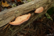살색잔나비버섯 (Fomitopsis cajanderi (P. Karst.) Kotl. & Pouz.)