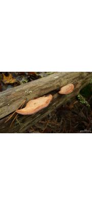살색잔나비버섯 (Fomitopsis cajanderi (P. Karst.) Kotl. &amp; Pouz.)